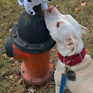 Meet your Posher, Adrian